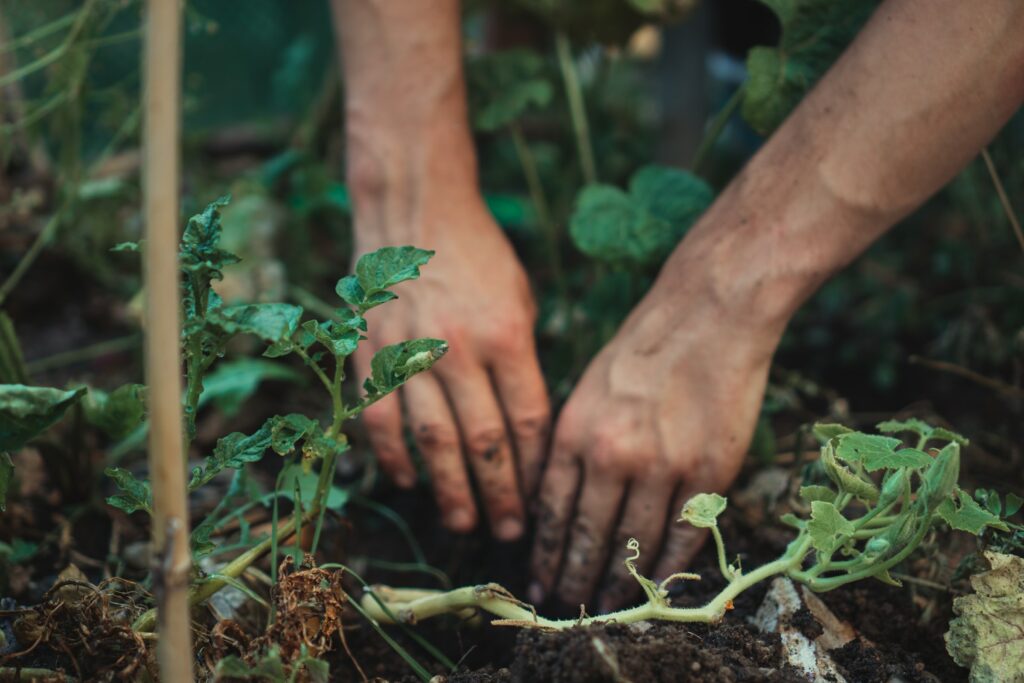 A person planting potato seeds—when to plant potatoes in Kansas?