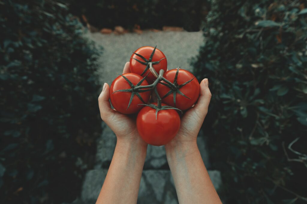 A person with tomatoes in hands—when to plant tomatoes in Indiana?