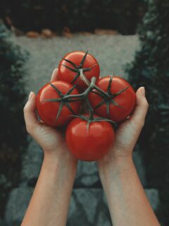A person with tomatoes in hands—when to plant tomatoes in Indiana?
