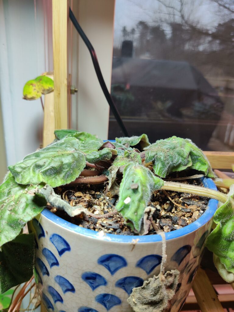 African violet drooping—why is my African violet wilting?