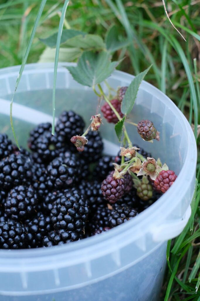 Blackberries in a bucket—when to transplant blackberries?