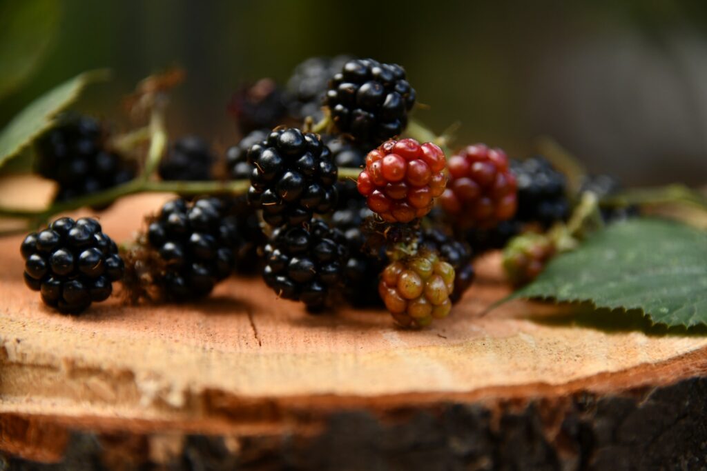 Blackberries on a table—when to transplant blackberries?