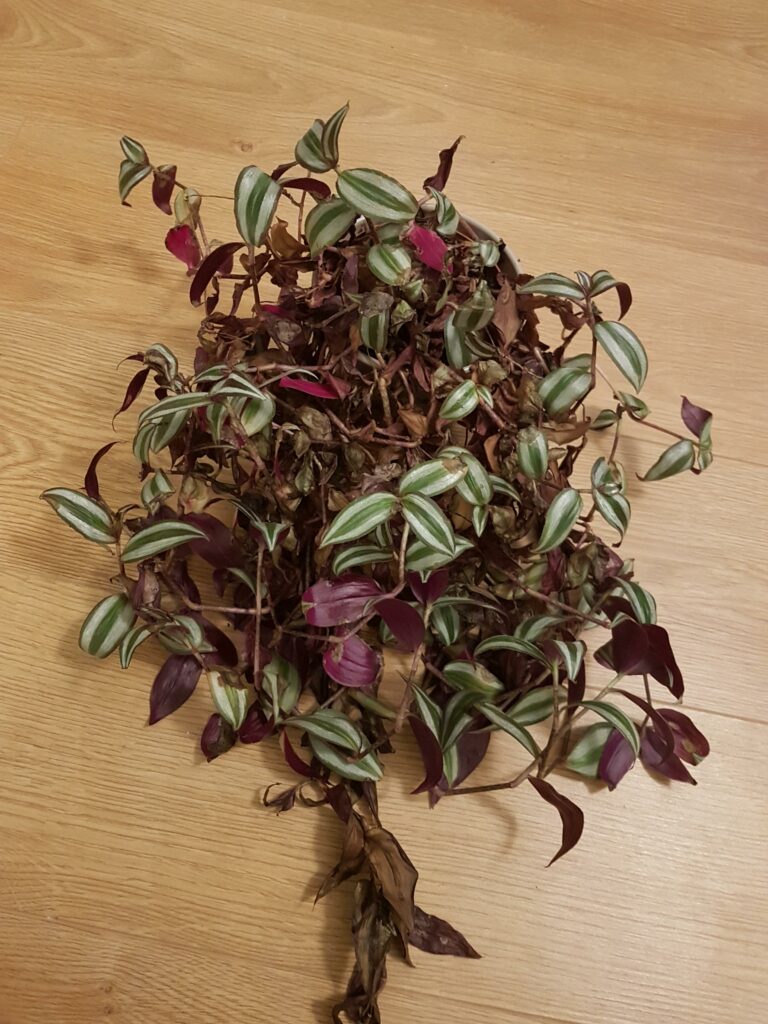 Dying Wandering Jew plant—why is my Wandering Jew dying?
