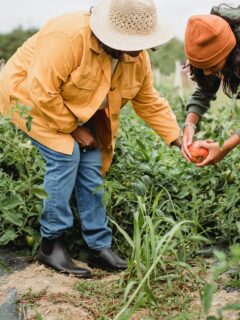Female farmers picking vegetables during harvesting season in garden—when to plant bell peppers in Texas?