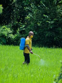 Man spraying herbicide—when to spray 2,4-d on lawn?