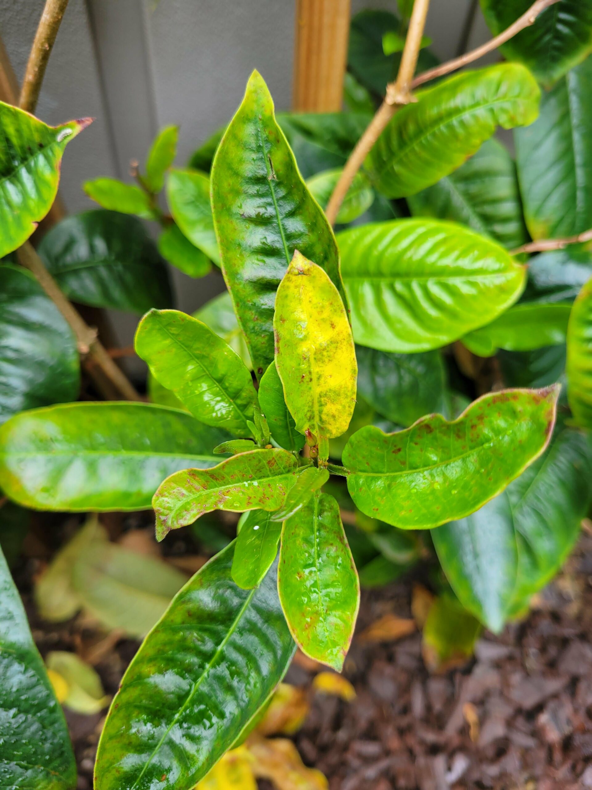 Why Are the Leaves on My Mandevilla Turning Yellow?