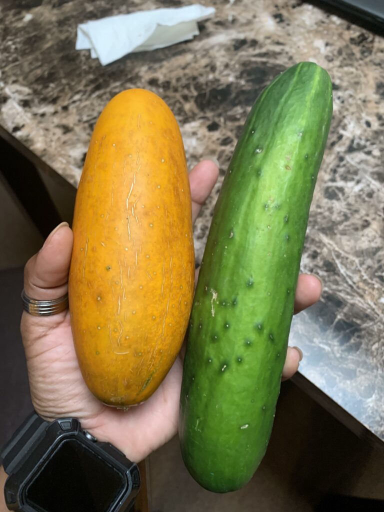 Orange cucumber—why are my cucumbers orange?