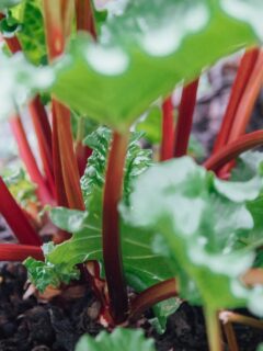 Rhubarb plant—why is my Rhubarb flowering?