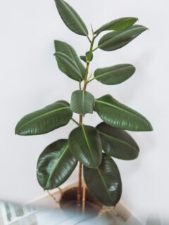 Rubber plant in a pot—when to water rubber plant?