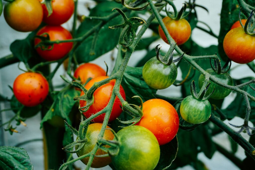 Tomato plant—when to plant tomatoes in Tennessee?