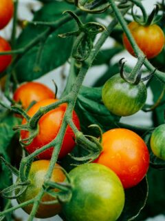 Tomato plant—when to plant tomatoes in Tennessee?