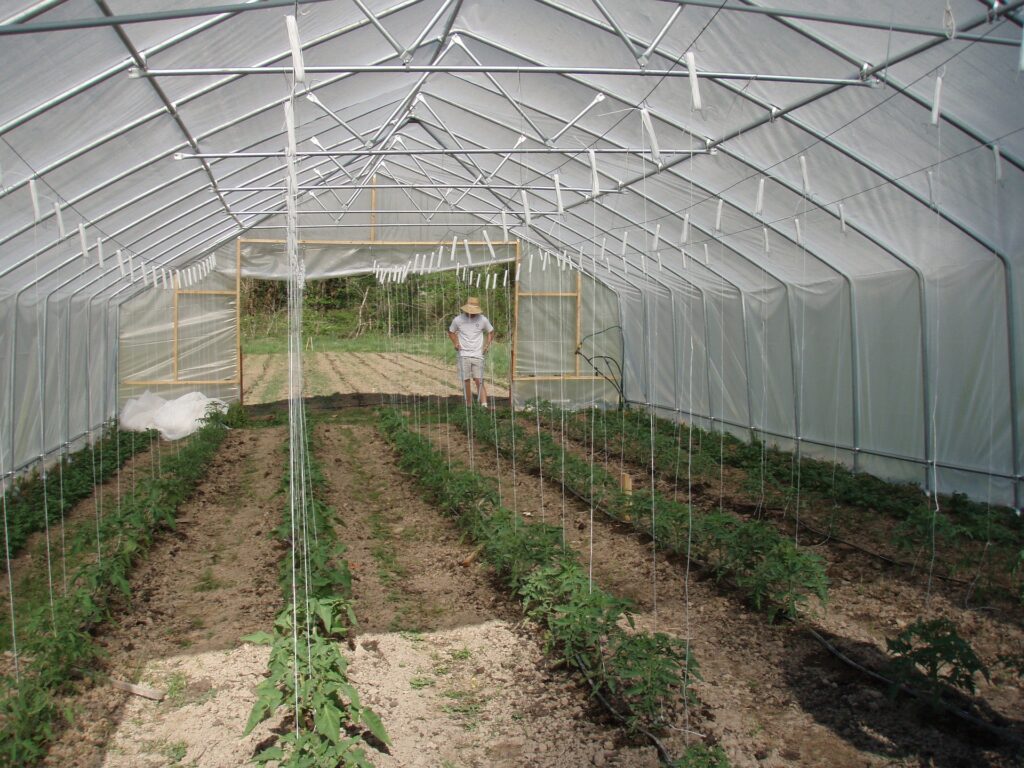 Trellis for tomatoes—when to plant tomatoes in Indiana?
