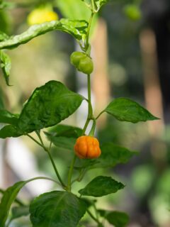 Yellow Habanero pepper—when are Habaneros ready to pick?
