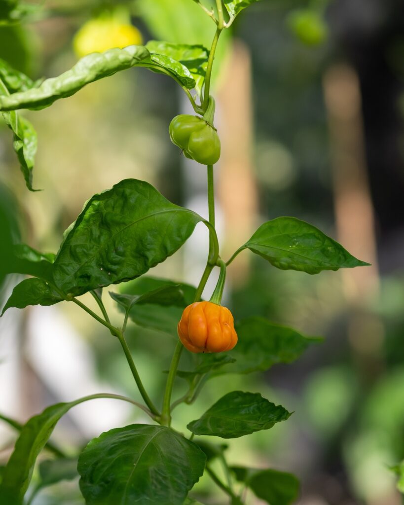 Yellow Habanero pepper—when are Habaneros ready to pick?