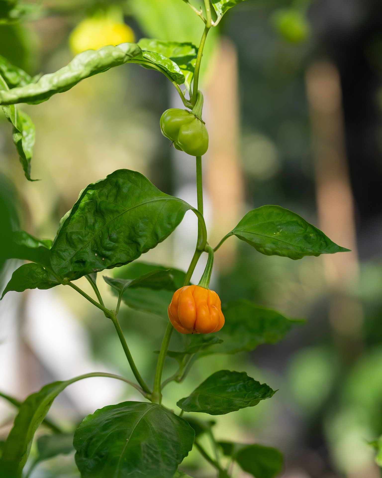 Top 102+ Images when is a habanero ready to pick Excellent