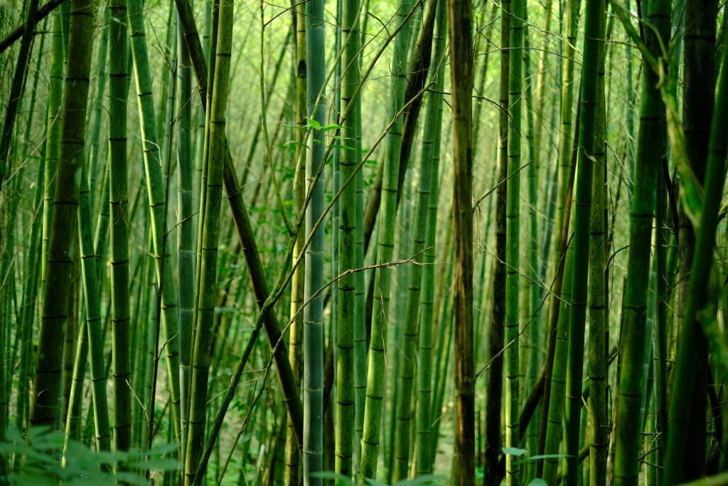 Bamboo trees—what is the tallest grass in the world?