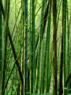 Bamboo trees—what is the tallest grass in the world?