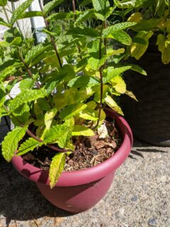 Bottom-leaves-on-mint-plant-are-yellowing—why-are-my-mint-leaves-turning-yellow?