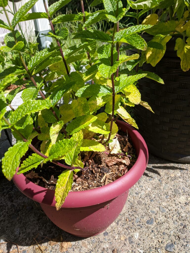 Bottom leaves on mint plant are yellowing—why are my mint leaves turning yellow?