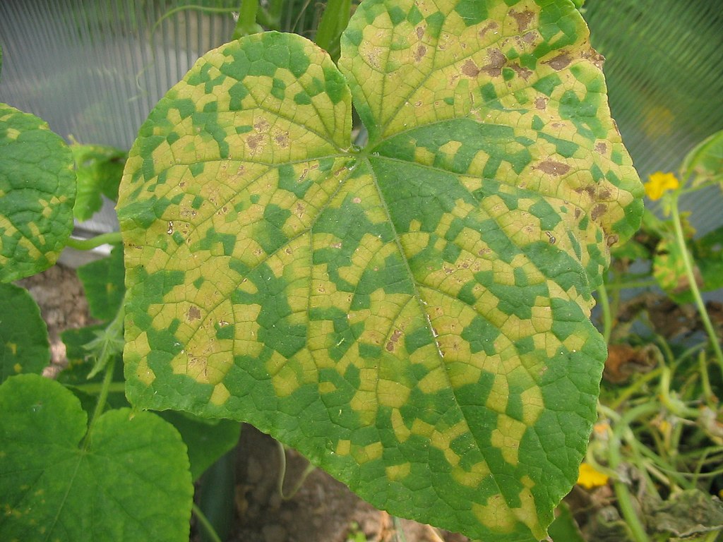 Downy Mildew on a cucumber—why is my columbine dying?