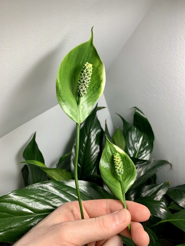 Green flowers on peace lily—why is my peace lily flower turning green?