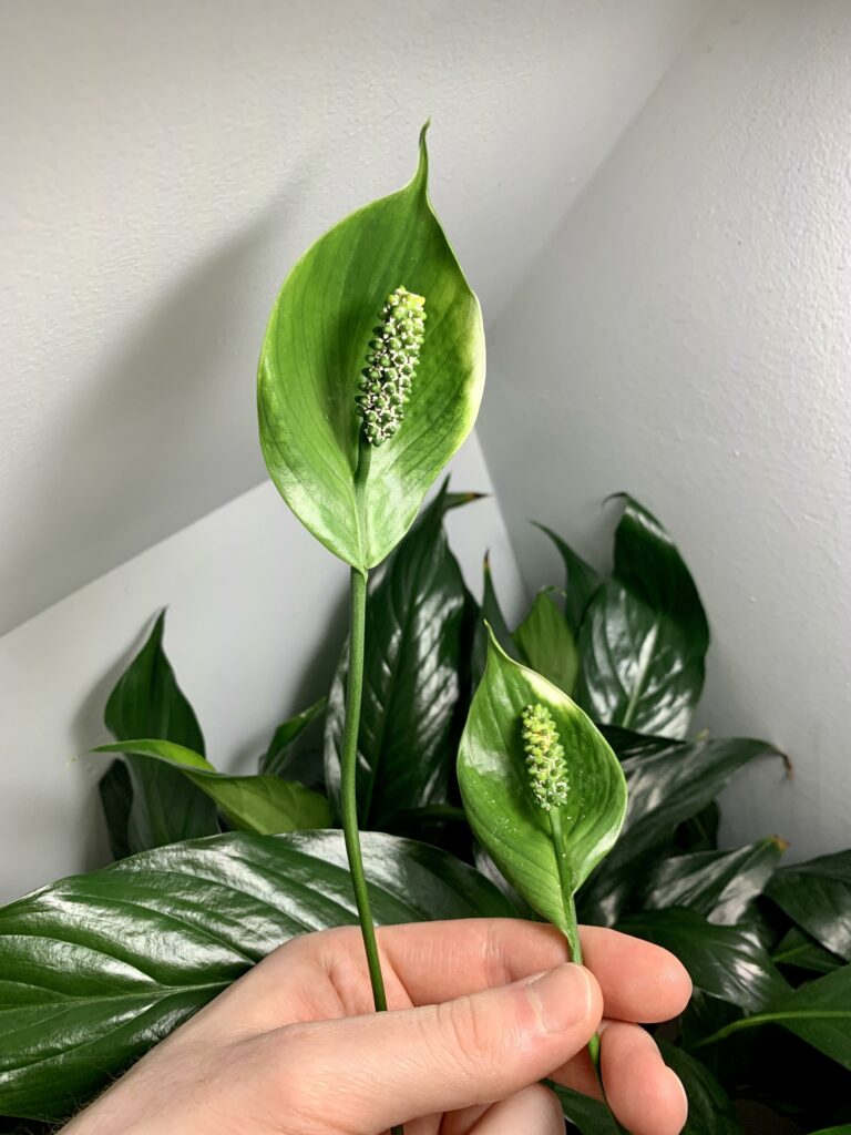 Why Is My Peace Lily Flowers Turning Brown