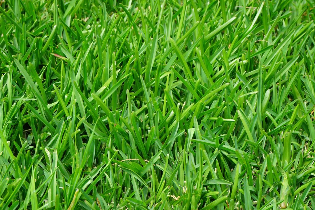 Green ryegrass—when is it too cold to plant ryegrass?