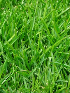 Green-ryegrass—when-is-it-too-cold-to-plant-ryegrass?