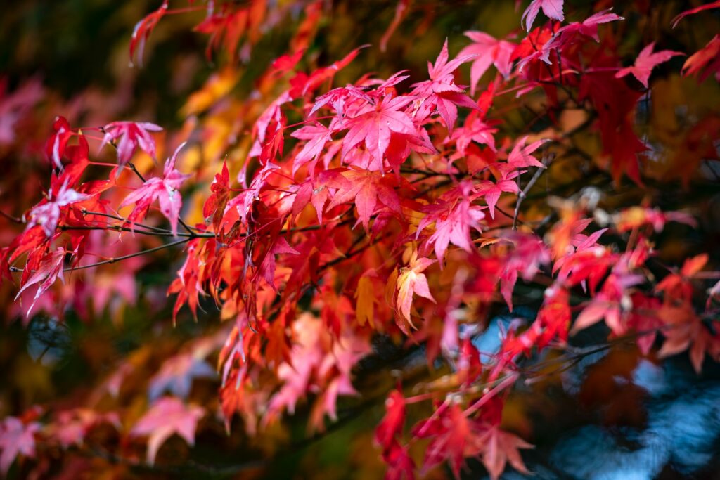 Japanese maple tree—why are Japanese maples so expensive?