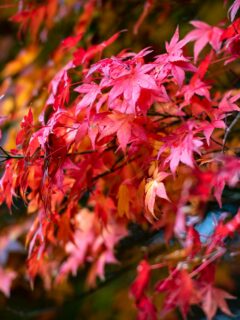 Japanese-maple-tree—why-are-Japanese-maples-so-expensive?