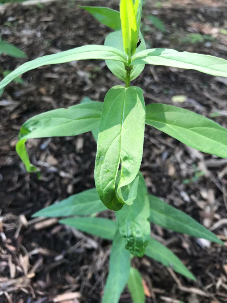 Milkweed leaves are curling—why are my milkweed leaves curling?