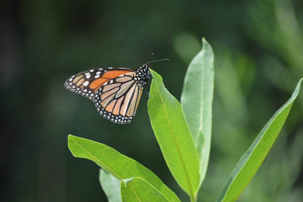 Monarch butterfly on milkweed leaves—why are my milkweed leaves curling?