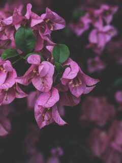 Photo-of-purple-Bougainvillea-flowers—when-do-Bougainvillea-bloom-in-Florida?