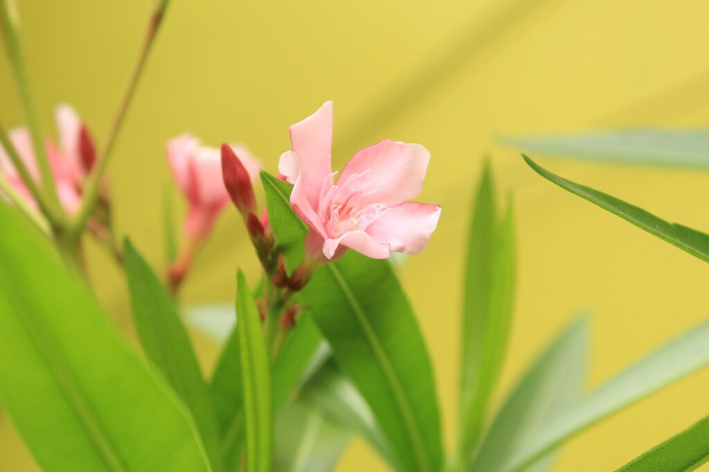 Pink flower on a plant—why does my oleander not bloom?