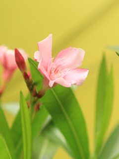 Pink flower on a plant—why does my oleander not bloom?