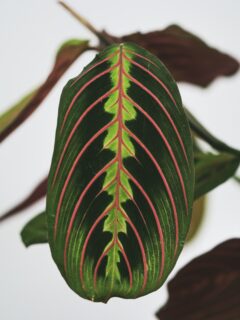Prayer-plant-leaf—why-do-prayer-plant-leaves-curl?