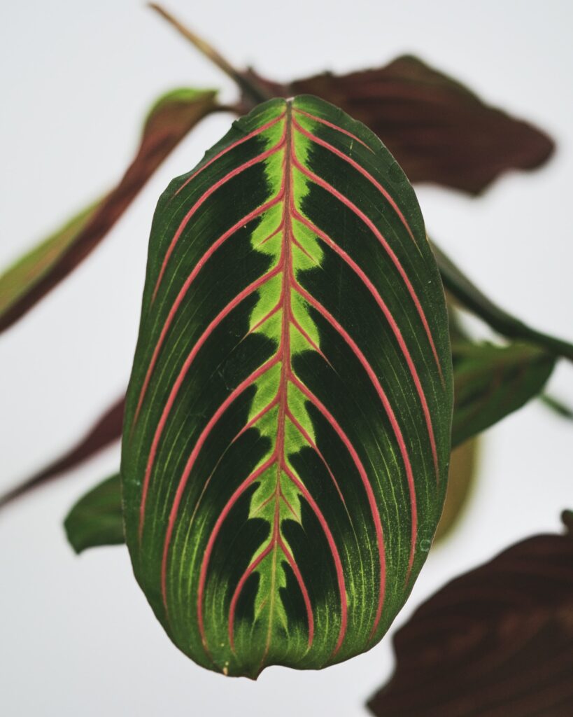 Prayer plant leaf—why do prayer plant leaves curl?