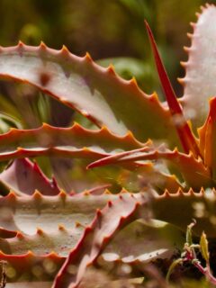 Red-aloe-vera—why-is-my-aloe-turning-red?