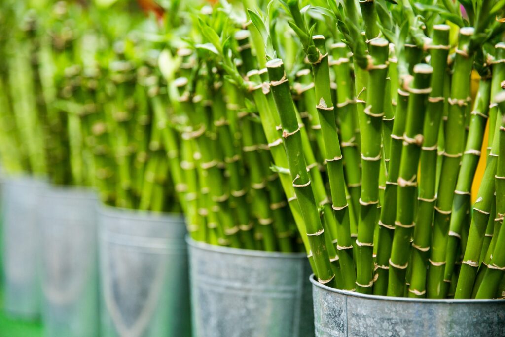 Short bamboos in containers—what is the tallest grass in the world?