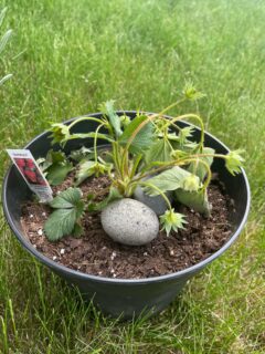 Strawberry-plant-drooping—why-is-my-strawberry-plant-drooping?