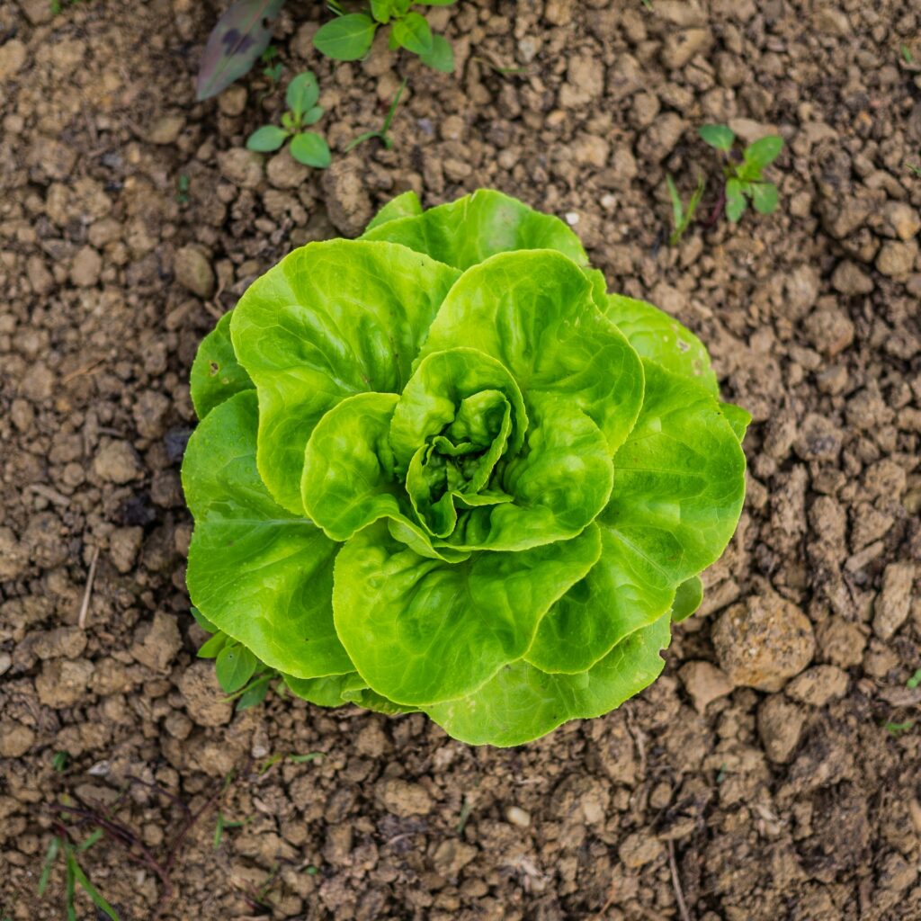 A lettuce head growing in soil—when to plant lettuce in Georgia?