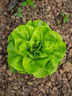 A-lettuce-head-growing-in-soil—when-to-plant-lettuce-in-Georgia?