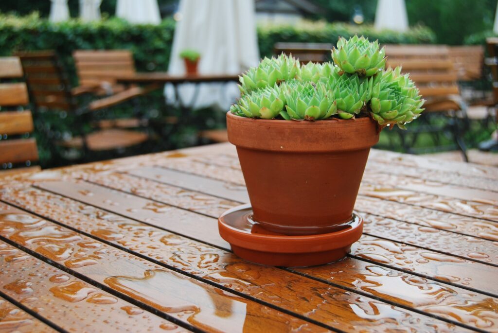 A succulent plant in a pot in rain—can succulents stay outside in rain?