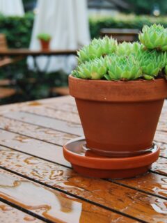 A-succulent-plant-in-a-pot-in-rain—can-succulents-stay-outside-in-rain?