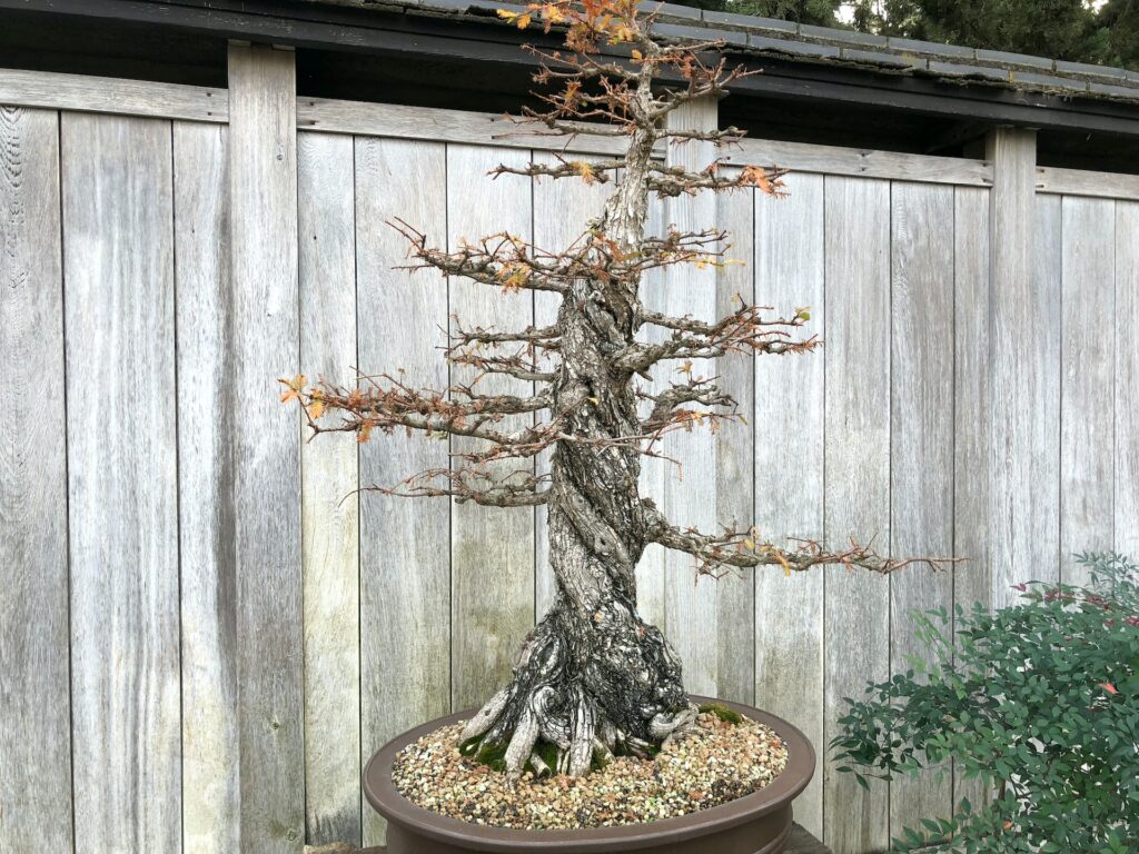 Bonsai tree without leaves—why is my bonsai tree losing leaves?