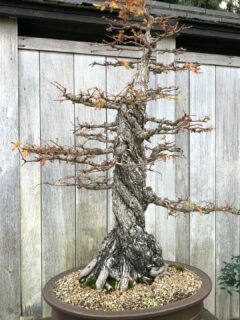 Bonsai-tree-without-leaves—why-is-my-bonsai-tree-losing-leaves?