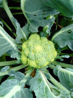 Broccoli-head—why-is-my-broccoli-bolting?