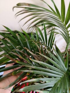 Brown-tips-of-cat-palm-plant—why-are-the-tips-of-my-cat-palm-turning-brown?