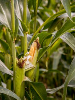 Corn-plant—when-to-plant-corn-in-Tennessee?