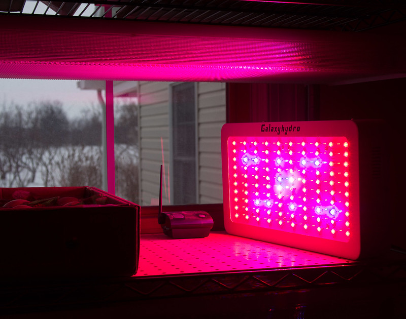 do-grow-lights-produce-heat-grow-gardener-blog